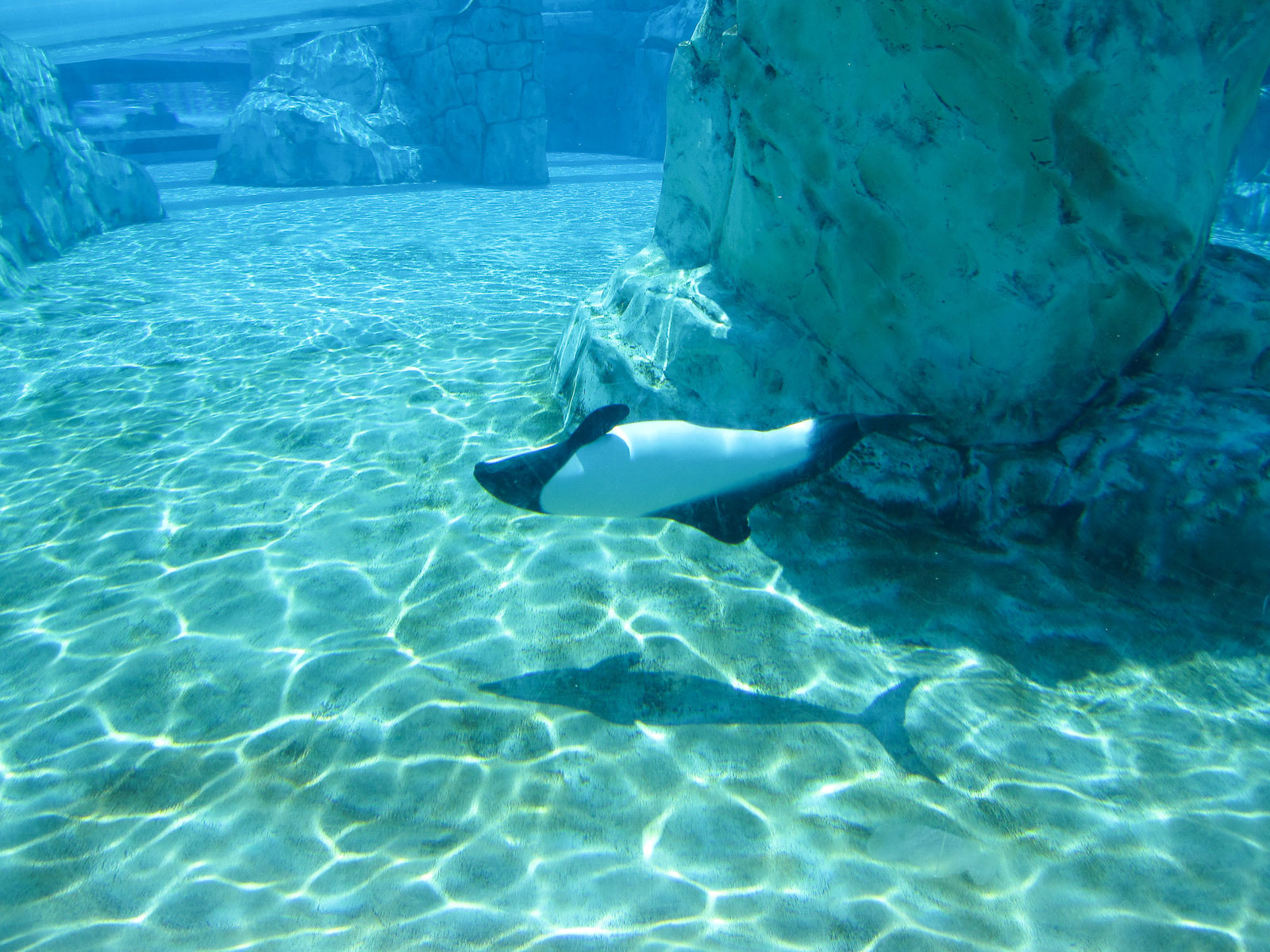 16 04d Orlando Aquatica 001 IMG 3343